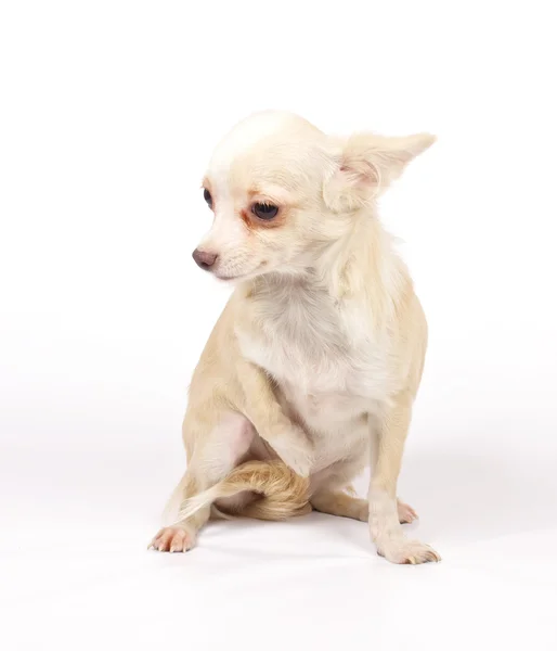 Chihuahua cachorro pequeño —  Fotos de Stock