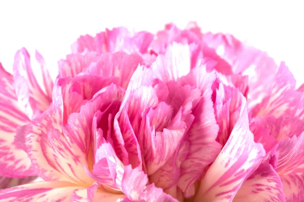 Kaunis vaaleanpunainen neilikka — kuvapankkivalokuva