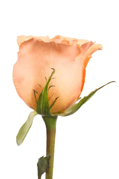 Kwitnienia Szkarłatna róża z jasny zielony łodyga — Zdjęcie stockowe