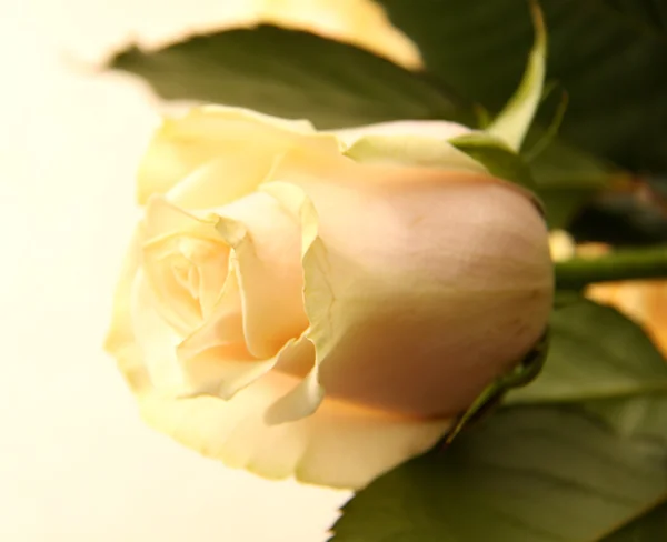 Leuchtende Rosen — Stockfoto