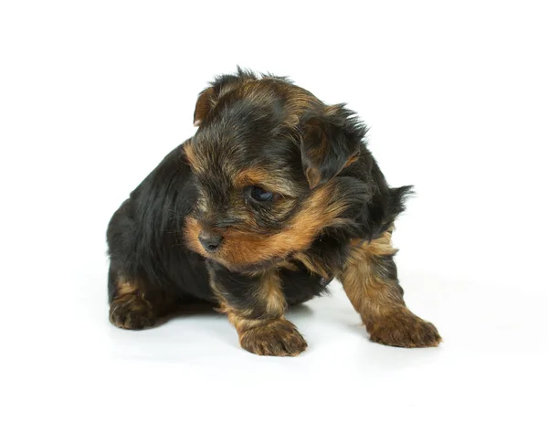 Cute pretty Yorkshire terrier puppy dog sitting. isolated — Stock Photo, Image