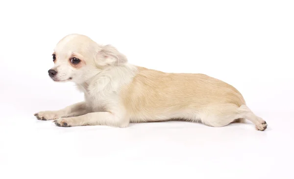 Chihuahua kleine pup — Stockfoto