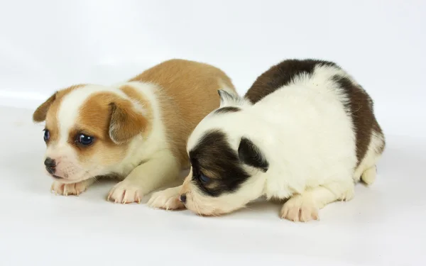 작은 치와와 강아지 — 스톡 사진