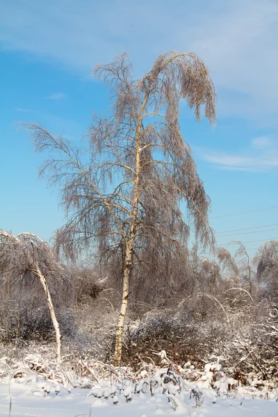 아름다운 겨울 숲 — 스톡 사진