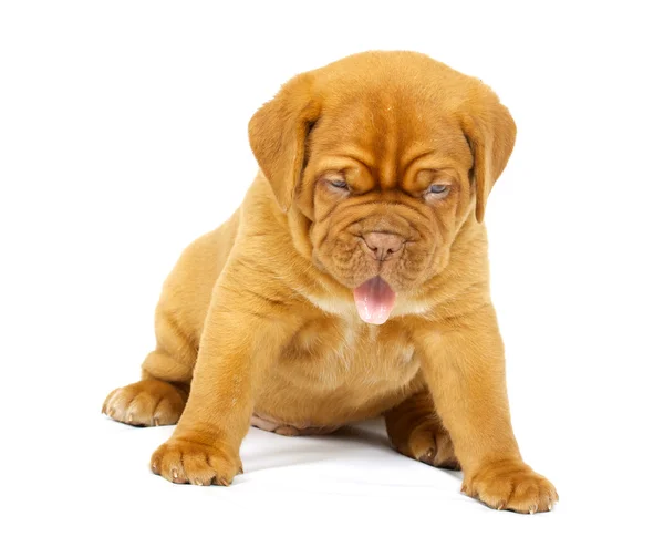ボルドー犬子犬 — ストック写真