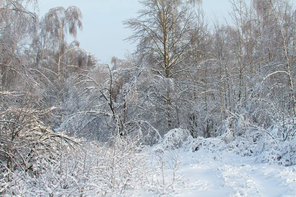 Gyönyörű téli erdő — Stock Fotó