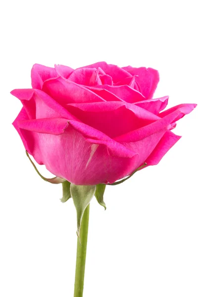 One flower pink roses — Stock Photo, Image
