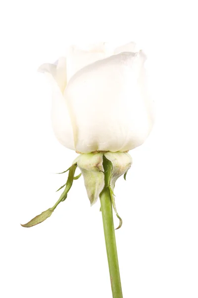 stock image White rose flower close-up isolated