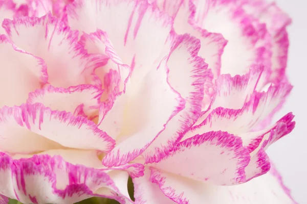 Hermoso clavel rosa —  Fotos de Stock