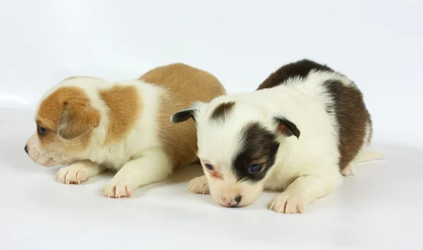 작은 치와와 강아지 — 스톡 사진