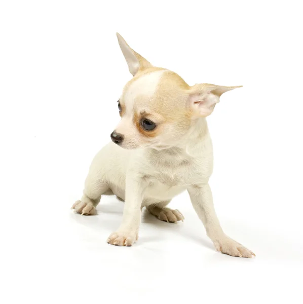 Chihuahua small puppy — Stock Photo, Image