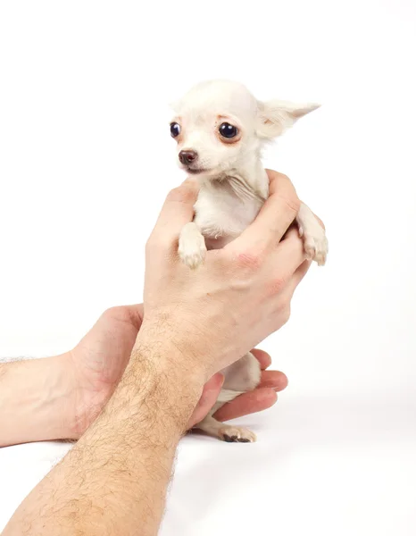 Chihuahua kis kutya — Stock Fotó