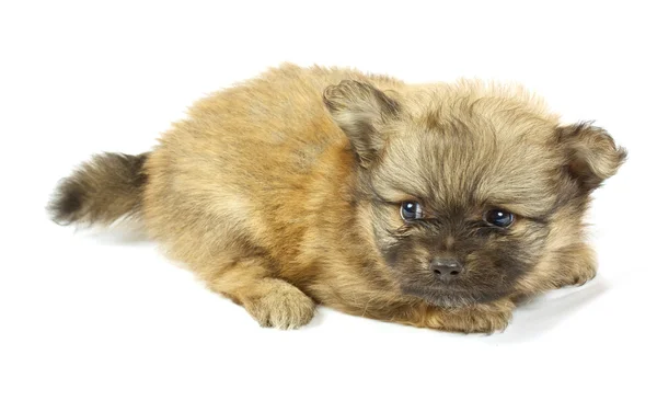 Mały chihuahua szczeniaka — Zdjęcie stockowe