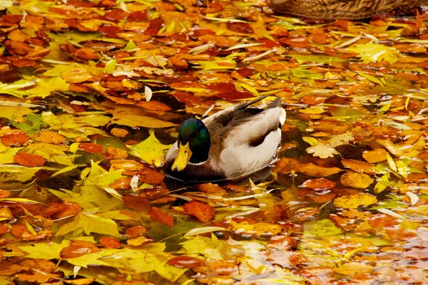 Pato-reais no lago — Fotografia de Stock