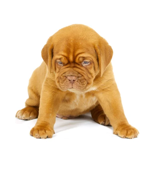 Бордо собаки цуценя — стокове фото