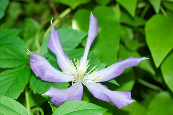 Flor violeta selvagem — Fotografia de Stock