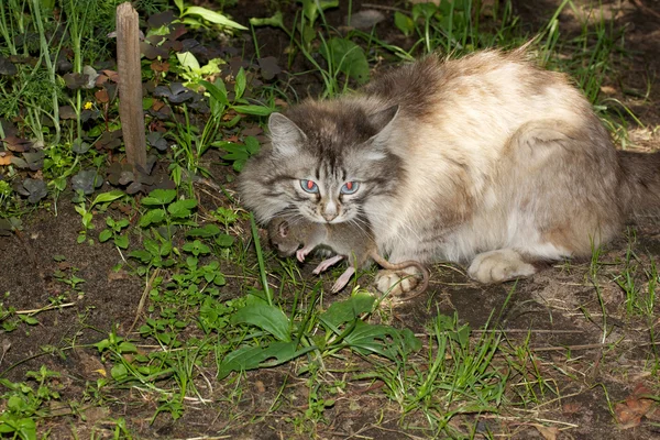 Gato caza en un ratón — Foto de Stock