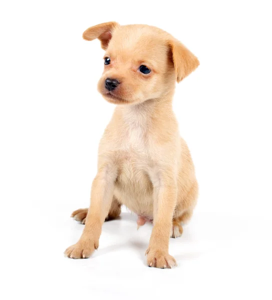 Cachorro divertido Chihuahua posa — Foto de Stock