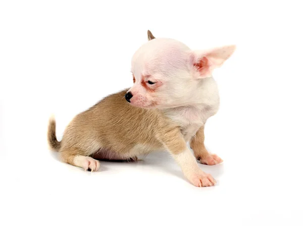 Cachorro divertido Chihuahua posa —  Fotos de Stock
