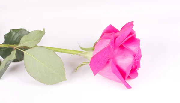 Yksi kukka vaaleanpunainen ruusuja — kuvapankkivalokuva
