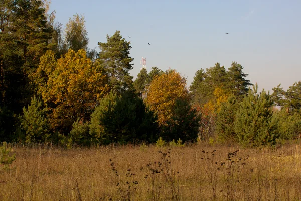 Mooi landschap. veld en rand van bos — Stockfoto