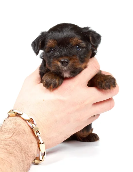 Yorkshire terrier looking — Stock Photo, Image