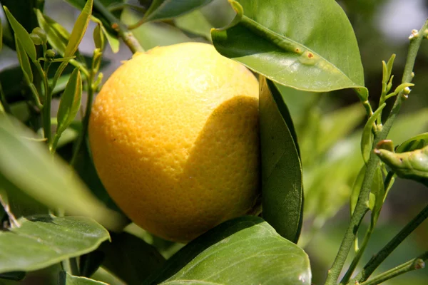 Lemons on lemon tree — Stock Photo, Image