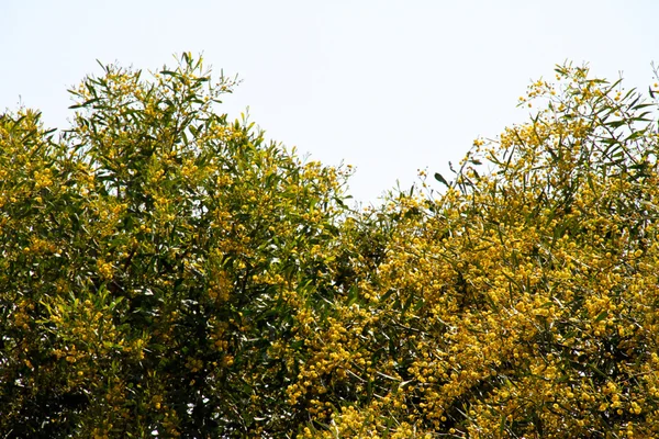 Дерево мімози з жовтими квітами — стокове фото