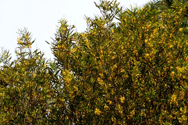 Mimosa tree with yellow flowers — Stock Photo, Image