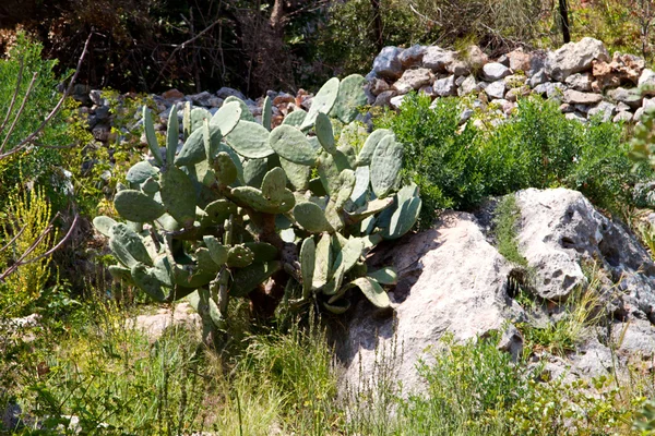 Fico d'India ("opuntia") cactus con frutta — Foto Stock