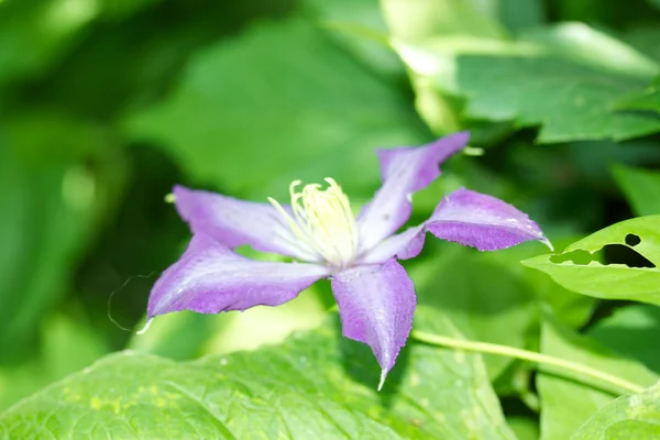 Flor violeta selvagem — Fotografia de Stock