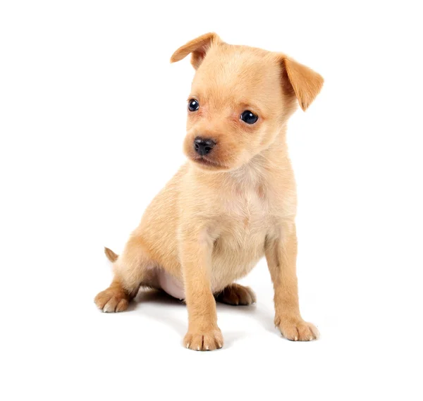 Divertente cucciolo Chihuahua pose — Foto Stock