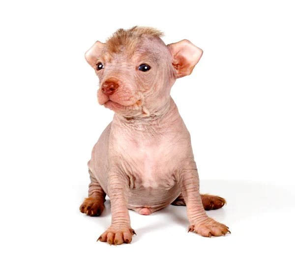 Chino cresta perro cachorro —  Fotos de Stock