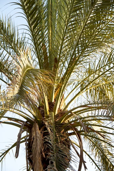 Eski antalyan plajda palmiye — Stok fotoğraf
