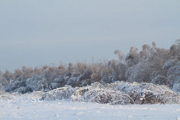 Prachtig winterbos — Stockfoto