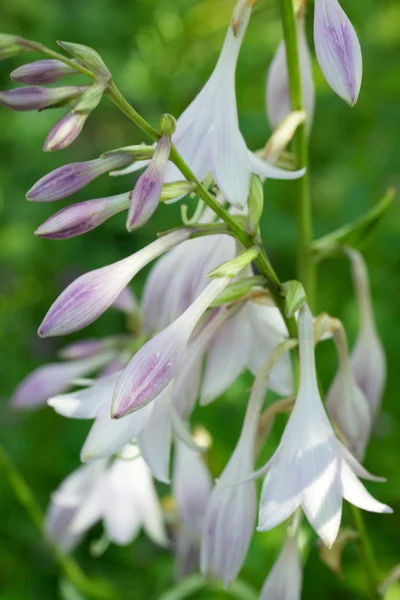 Harebell květy - campanula rotundifolia - zvonek famil — Stock fotografie