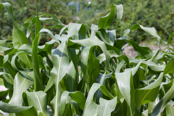 Летние поля