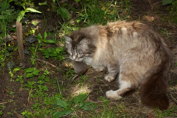 stock image Cat hunts on a mouse