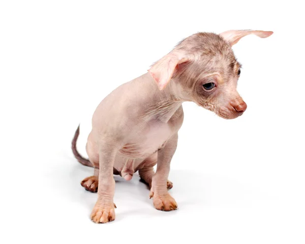 Chino cresta perro cachorro —  Fotos de Stock