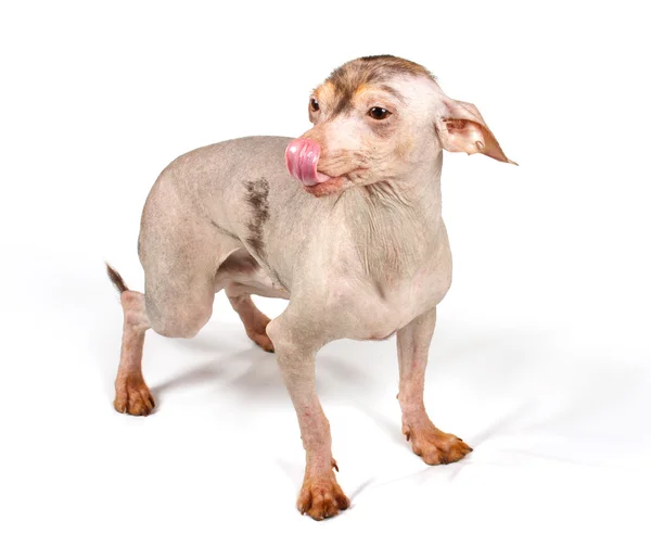 Čínský chocholatý pes štěně — Stock fotografie