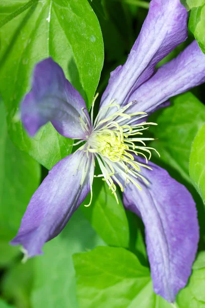Дика квітка фіолетового — стокове фото