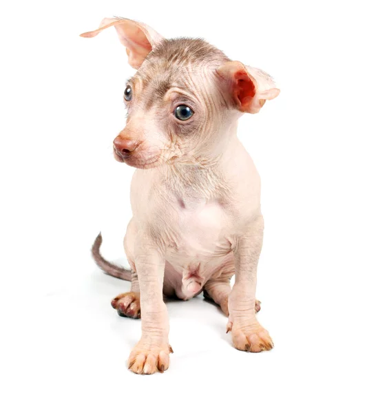 Cinese Crested cane cucciolo — Foto Stock