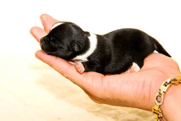 Small chihuahua puppy — Stock Photo, Image