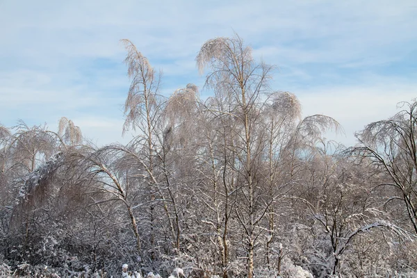 Piękny las zimowy — Zdjęcie stockowe