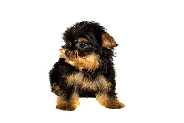 Puppy van de Terriër van Yorkshire — Stockfoto