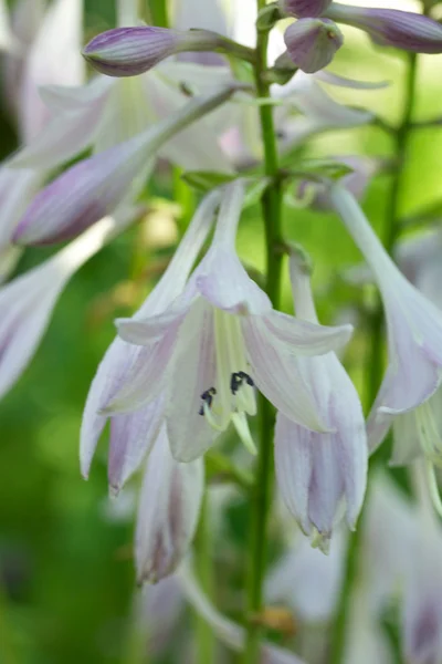 Польові квіти - дзвоники круглолиста — harebell Bellflower famil — стокове фото