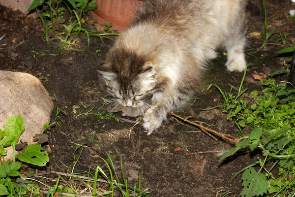 stock image Cat hunts on a mouse