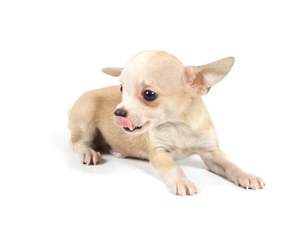 Grappige pup chihuahua poses — Stockfoto