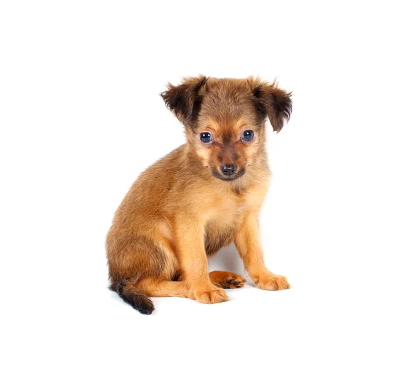 Legrační štěně čivava pózy — Stock fotografie