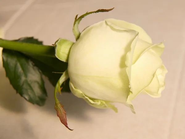 Jasny róż — Zdjęcie stockowe